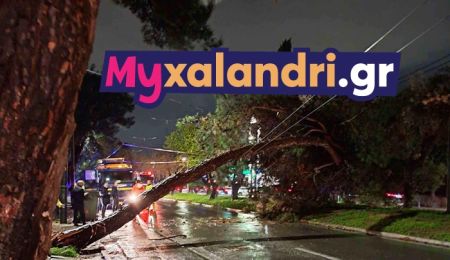 Πτώση πεύκου έκλεισε εντελώς την οδό Παπανικολή στο Χαλάνδρι – Απίστευτο μποτιλιάρισμα