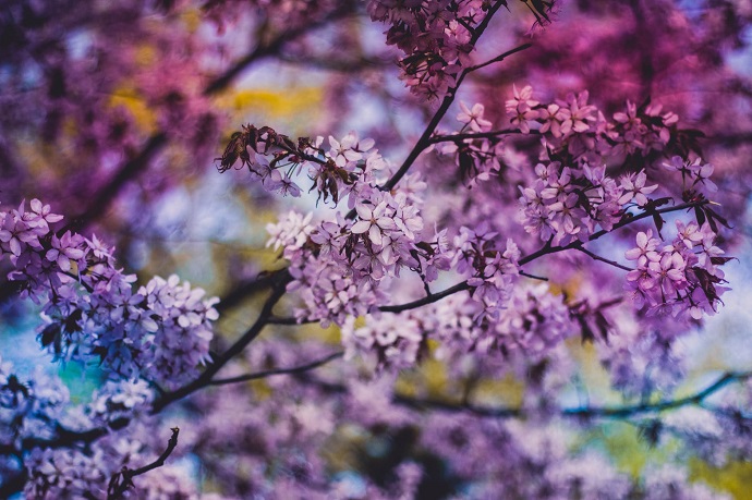 lilac