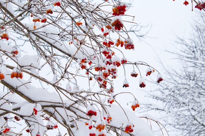 snow xalandri 22 2