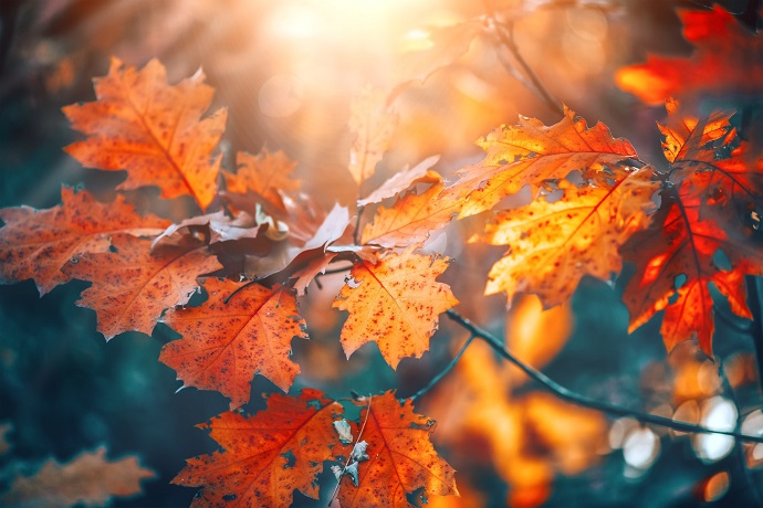 autumn xalandri