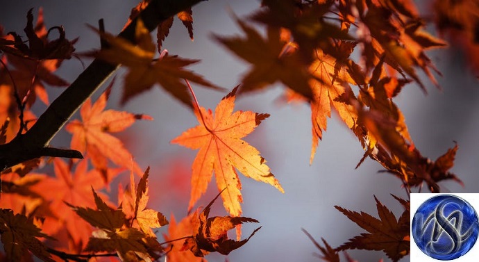 autumn 5 3