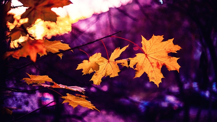autumn 12 11