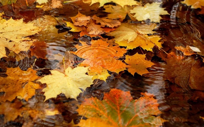autumn rain