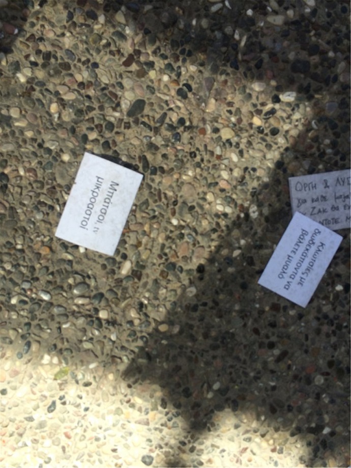 fliers xalandri