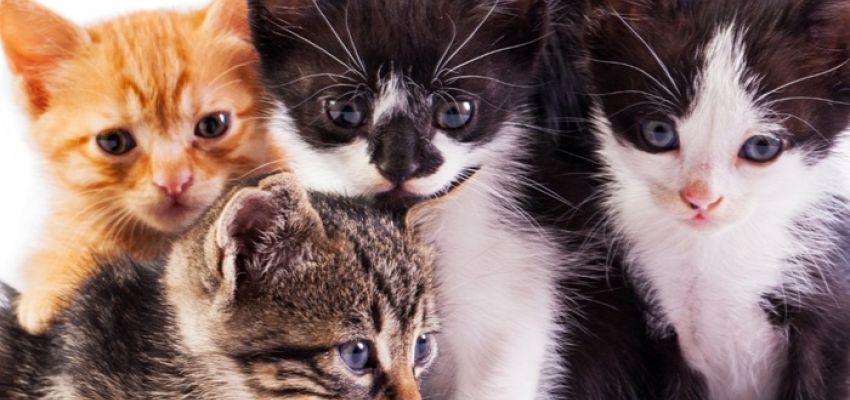 Πρόγραμμα μαζικών στειρώσεων αδέσποτων γατών στον Δήμο Χαλανδρίου