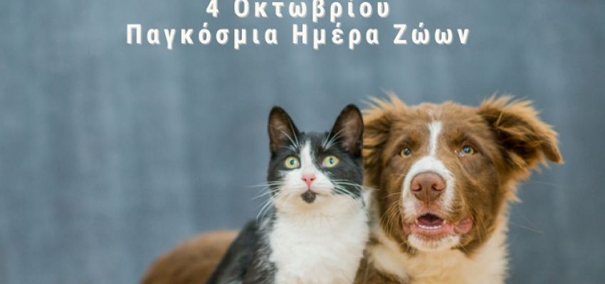 Δημοτολόγιο για ζώα συντροφιάς δημιουργεί ο Δήμος Χαλανδρίου - Θα τοποθετηθούν δωρεάν 200 μικροτσίπ