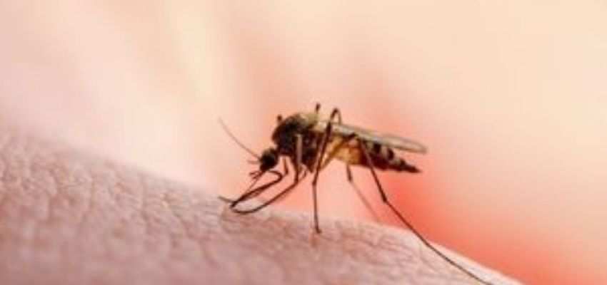 Ιός Δυτικού Νείλου: Το Χαλάνδρι ανάμεσα στις επηρεαζόμενες περιοχές της Αττικής