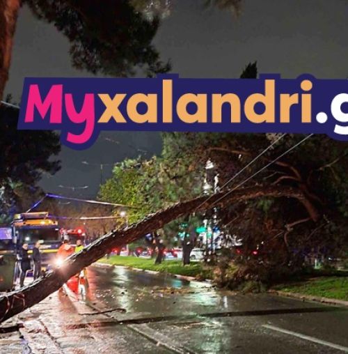 Πτώση πεύκου έκλεισε εντελώς την οδό Παπανικολή στο Χαλάνδρι – Απίστευτο μποτιλιάρισμα