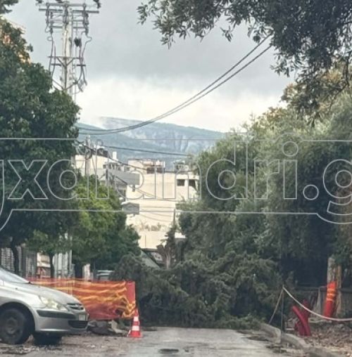 Πτώση δέντρου στο Κάτω Χαλάνδρι