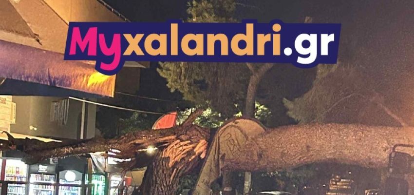 Πτώση δέντρου στο Χαλάνδρι λόγω των ισχυρών ανέμων (εικόνες)